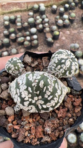 Raro cactus astrophytum - pz,