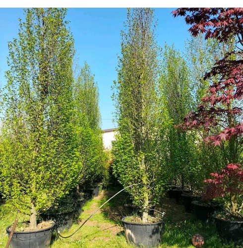 Carpini piramidale mastello - in,
