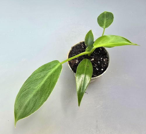 Philodendron spiritus sancti - spiritus,