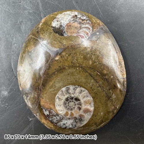 Polished button goniatite