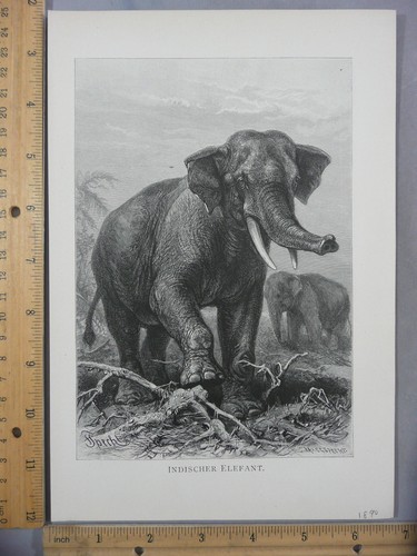 Rara antica stampa artistica