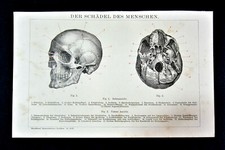 1894.Antica cromolitografica:DER SCHAEDEL DES MENSCHEN - CRANIO UMANO.Brockhaus