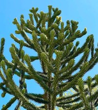 Araucaria araucana | Monkey puzzle tree | Chile pine - Andentanne | Chilenische
