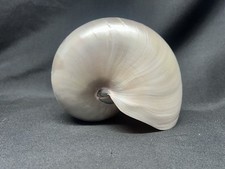 Grande conchiglia lucida