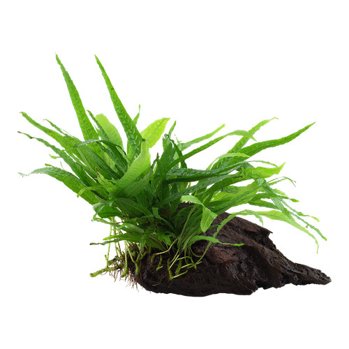 Tropica aquarium pianta - tropica,