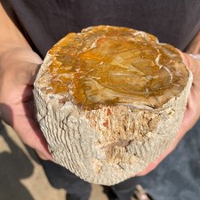 4,1 libbre raro legno naturale pietrificato legno grezzo esemplare minerale fossile guarigione