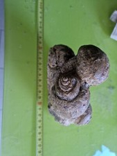 MEGA BLOCCO 4  Bivalve Natica