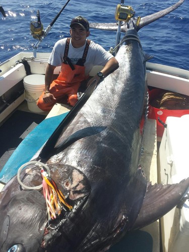Esca marlin tunno - esca, marlin/tunno