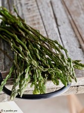 Vendo Asparagi Selvatici