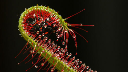 Drosera capensis pianta - drosera,