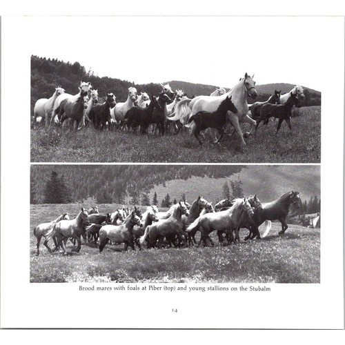 Brood mares con puledri - brood,