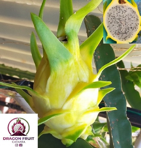 Talea pitaya frutto del - pitaya,,