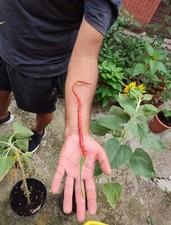 SEMI DI THUNDER MOUNTAIN