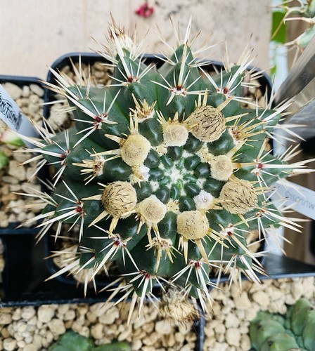 Notocactus mammulosus cactus - -,