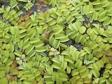 150Piantine Di Giant Salvinia Pianta galleggiante per acquario e laghetto