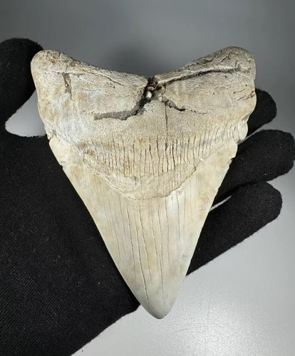 Dente squalo megalodonte - di,