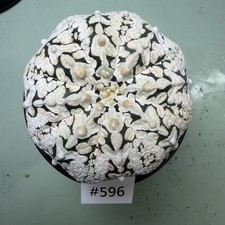 Prezzo di vendita flash 8 cm