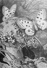 1877 ANTICA STAMPA:RACCOGLITRICI DI ROSE ALPINE E FARFALLE DI APOLLO.XILOGRAFIA.