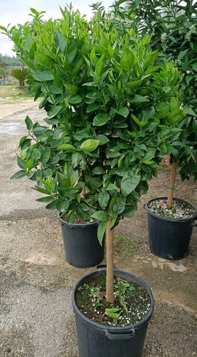 Pianta arancio waschinton - di,