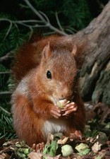 385859 Red Squirrel Eats Nuts