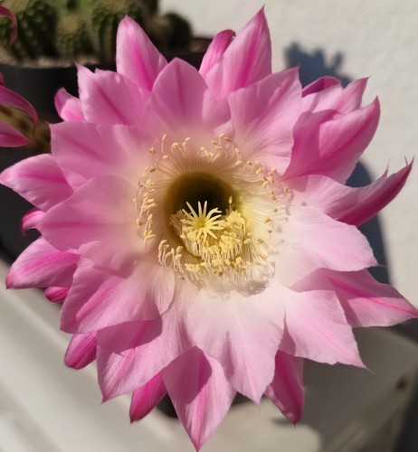 Cactus echinopsis al20 e02 - cactus,