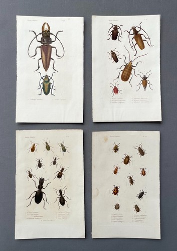 Storia naturale entomologia - storia, naturale,