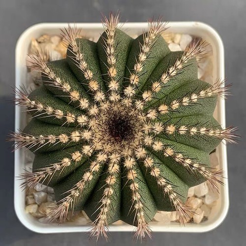1pezzi 5cm coltivazione - 1pezzi,