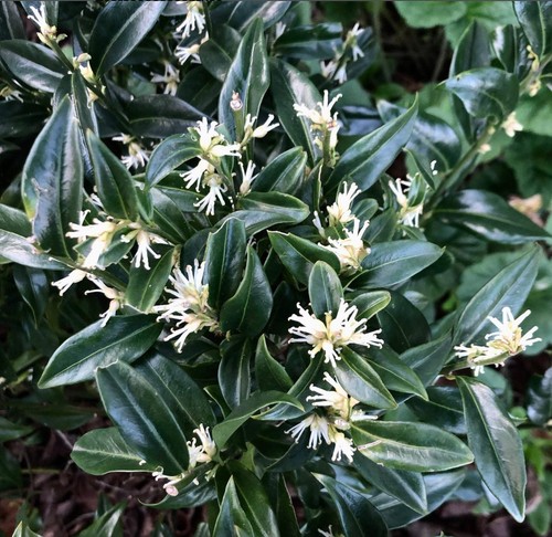 Sarcococca confusa bosso - -,