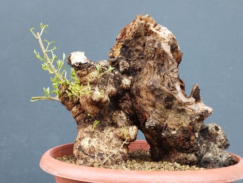 Bonsai olivastro 30x30cm - bonsai,
