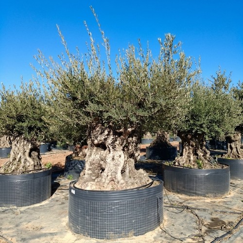 Ulivo olivo olea europea - ulivo, "olea