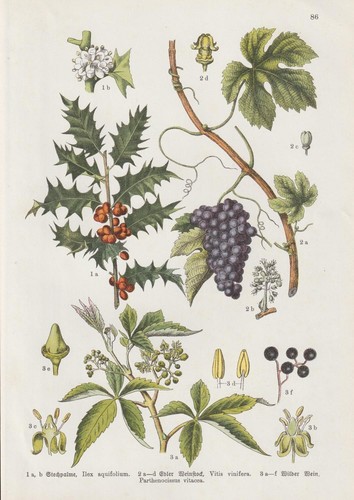 Vite - (vitis, vinifera)