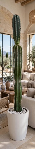 Cactus cereus - cactus,