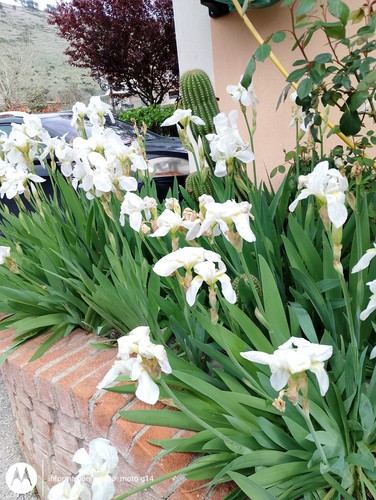 Super offerta - 🌿🌿🌿💐super,