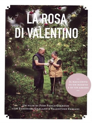 Rosa valentino - la,