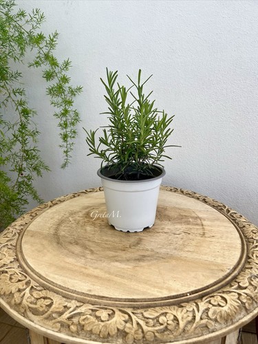 Pianta rosmarino - pianta, di
