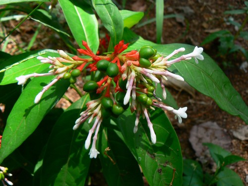 Rauvolfia serpentina