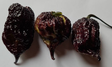 Carolina reaper purple - carolina, polvere