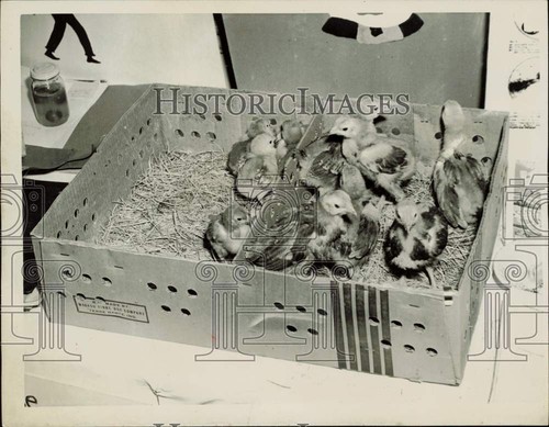 Foto stampa 1946 - , pulcini