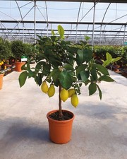Limone lunario citrus limon - limone,