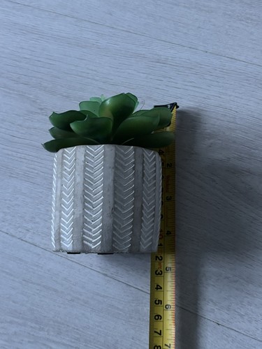 Finta pianta succulenta - pianta,