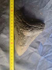 Autentico dente di squalo di