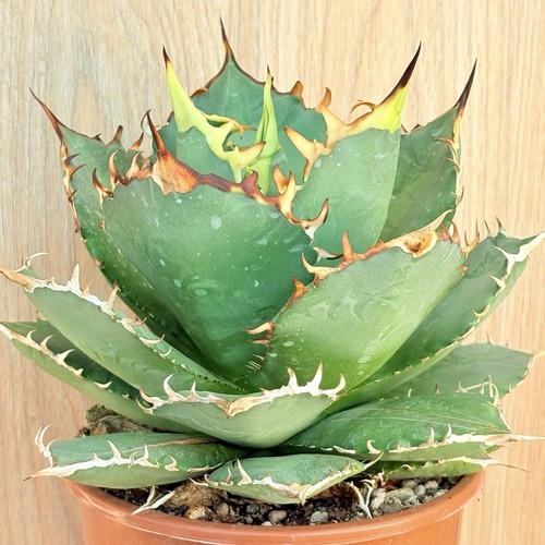 Agave titanota pot 15cm - agave,