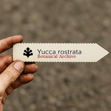 Yucca rostrata SEEDS -  - SEMI