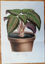 Van Houtte Gr. Stampa