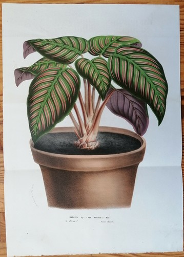 Van houtte stampa - houtte,