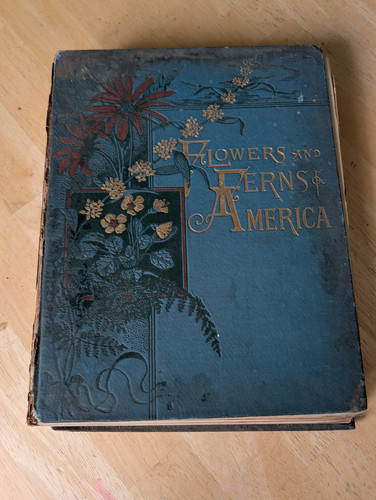 1885 flowers and - 1885,