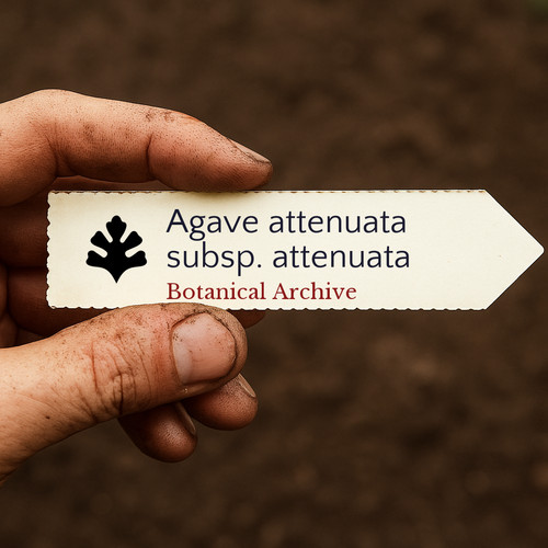 Agave attenuata subsp