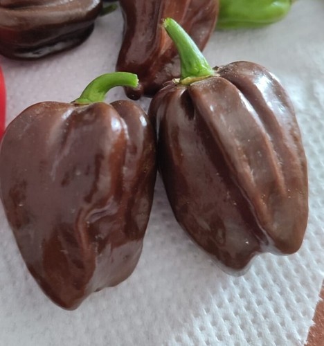 Semi habanero chocolate - semi,
