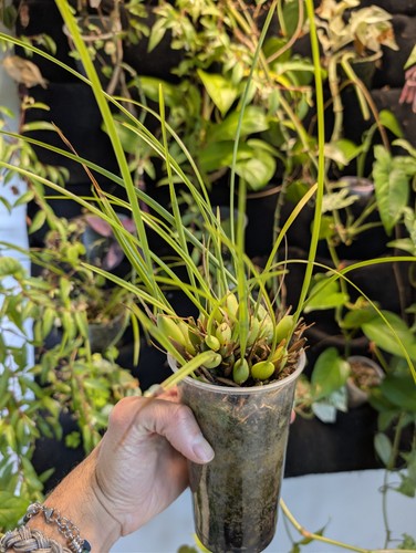 Hydroponic maxillaria - hydroponic,