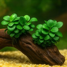Anubias 'Mini Coin'